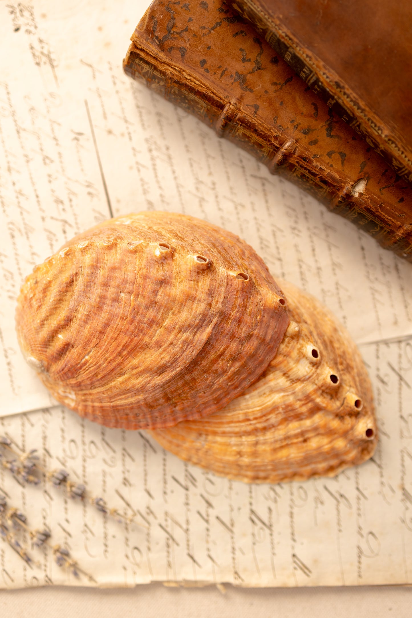 Abalone Shell Catchall