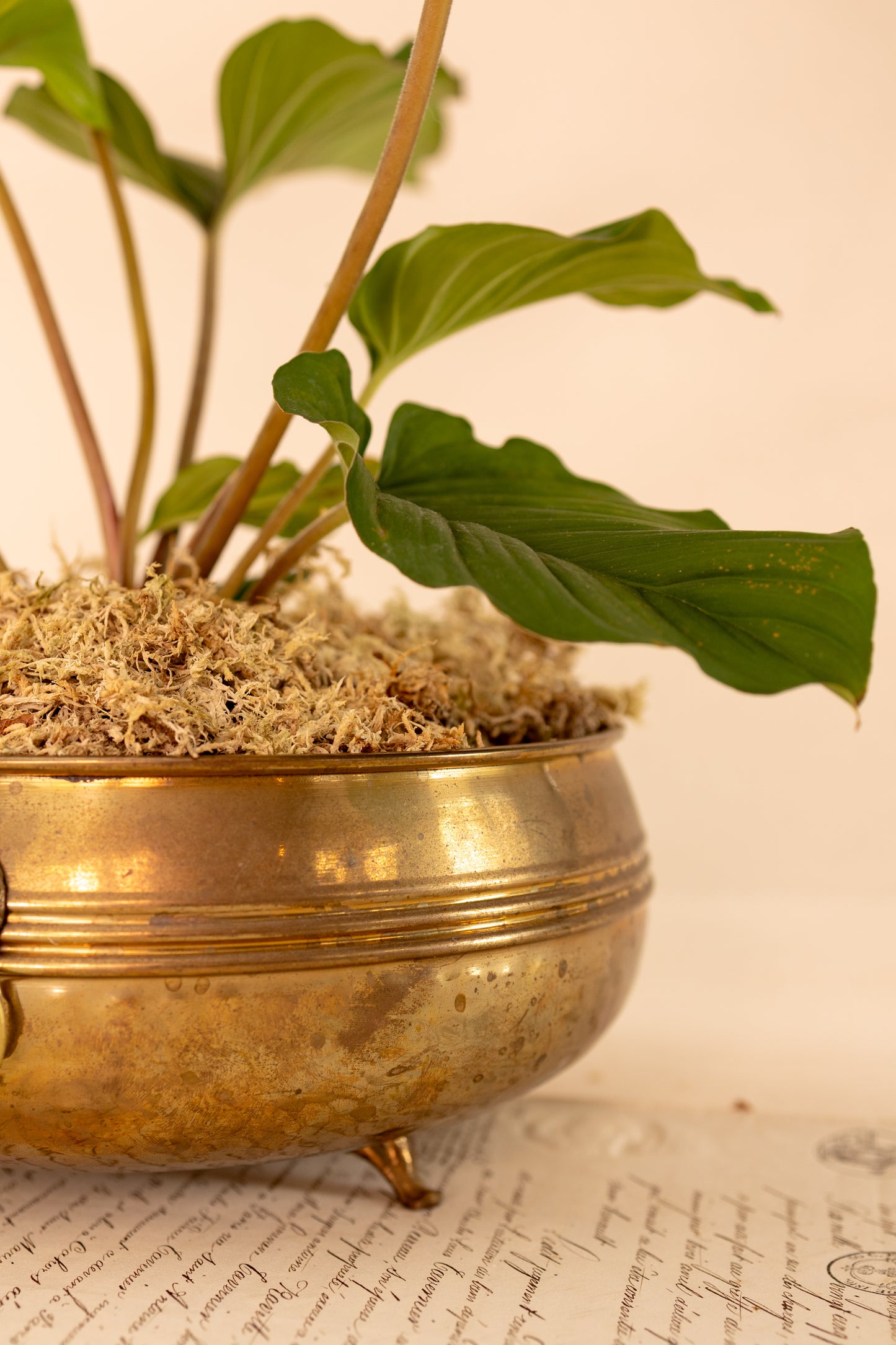 Brass Lion Head Planter