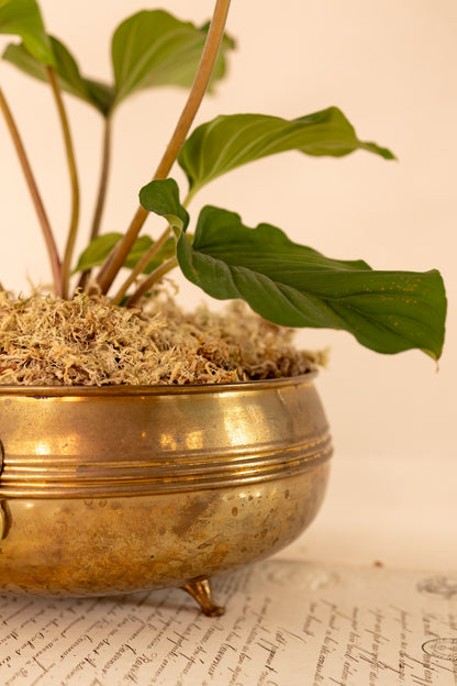 Brass Lion Head Planter