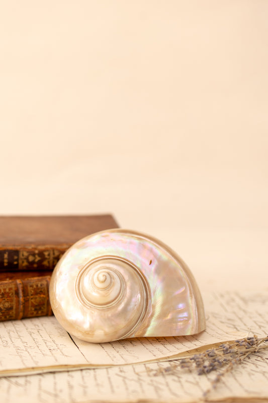 Mother of Pearl Turbo Marmoratus