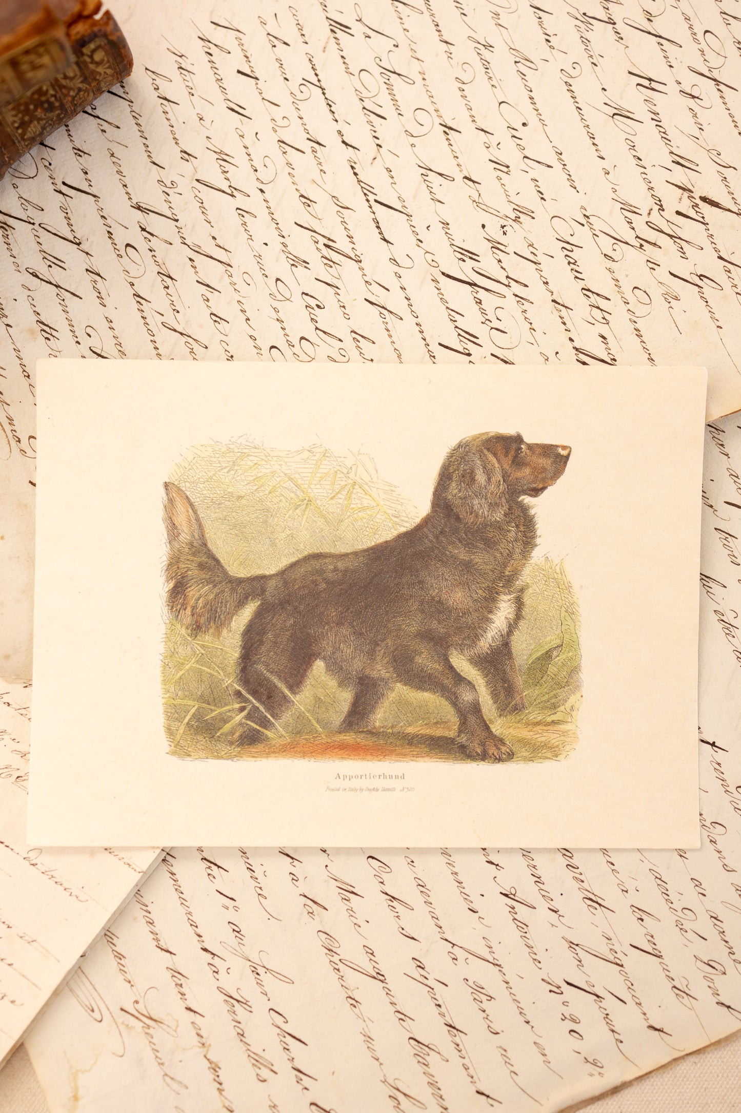 Set of Four Sporting Dog Prints