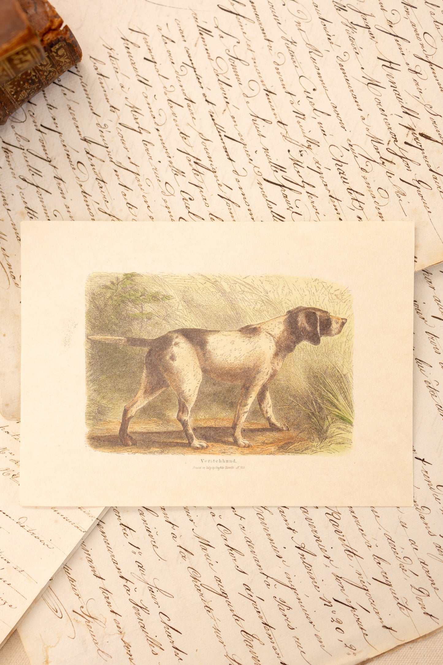 Set of Four Sporting Dog Prints