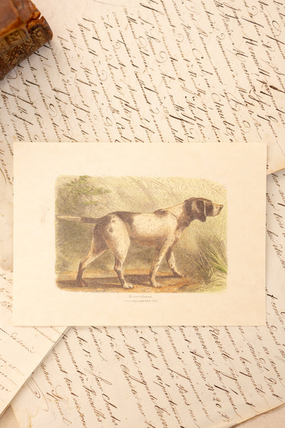 Set of Four Sporting Dog Prints