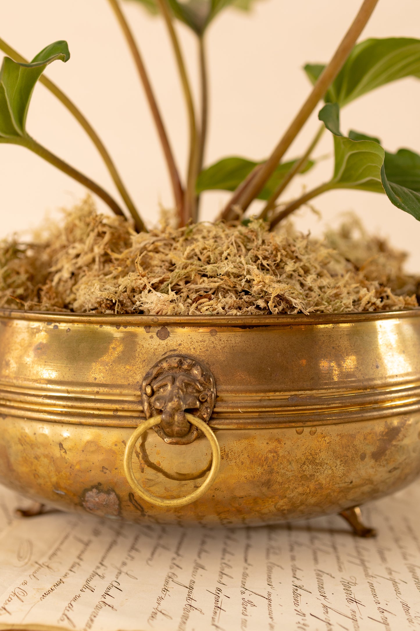 Brass Lion Head Planter