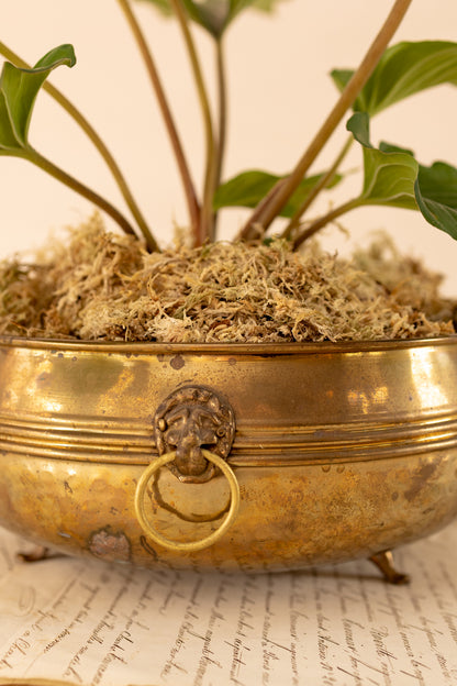 Brass Lion Head Planter