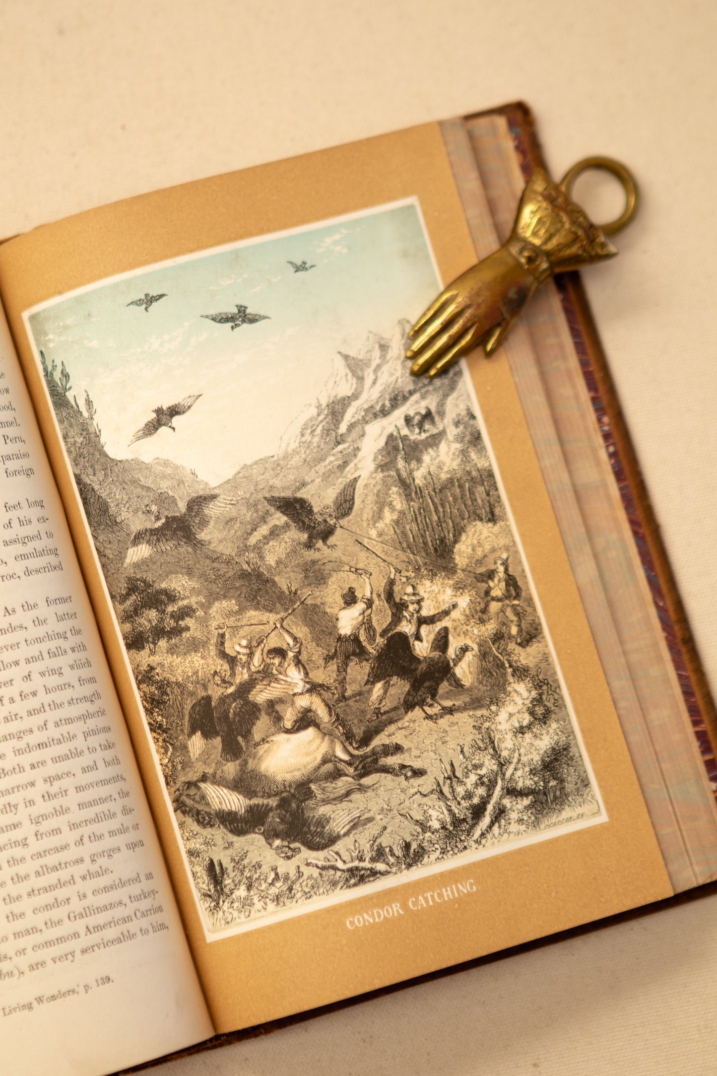 The Tropical World Book