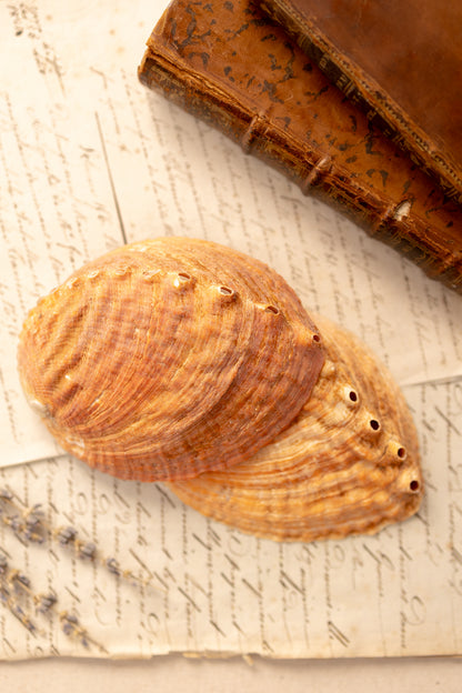 Abalone Shell Catchall
