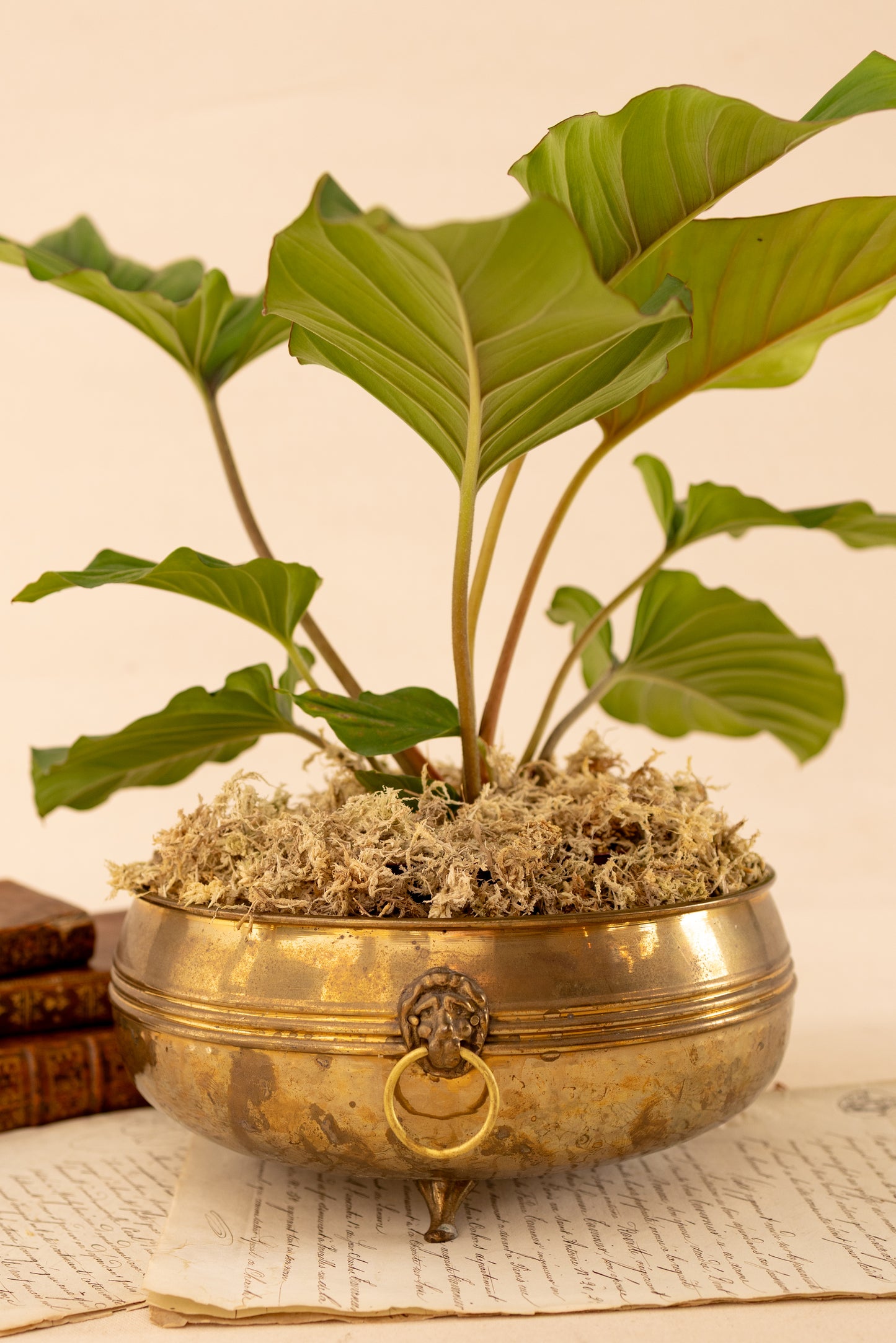 Brass Lion Head Planter