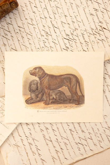 Set of Four Sporting Dog Prints
