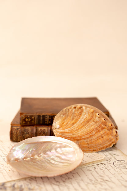 Abalone Shell Catchall