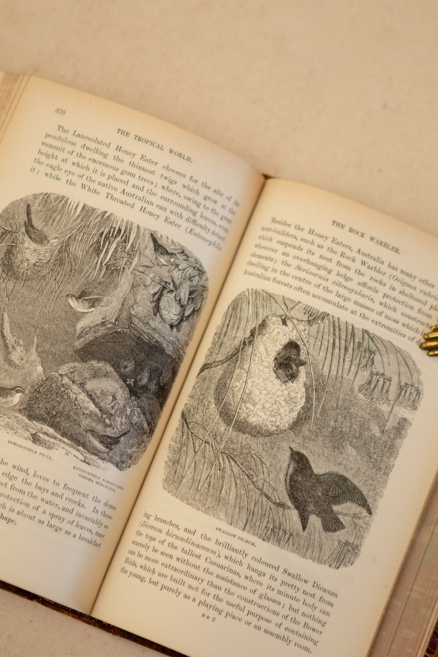 The Tropical World Book