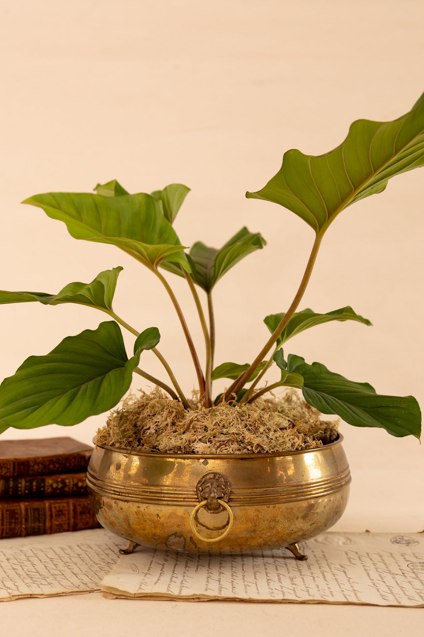 Brass Lion Head Planter