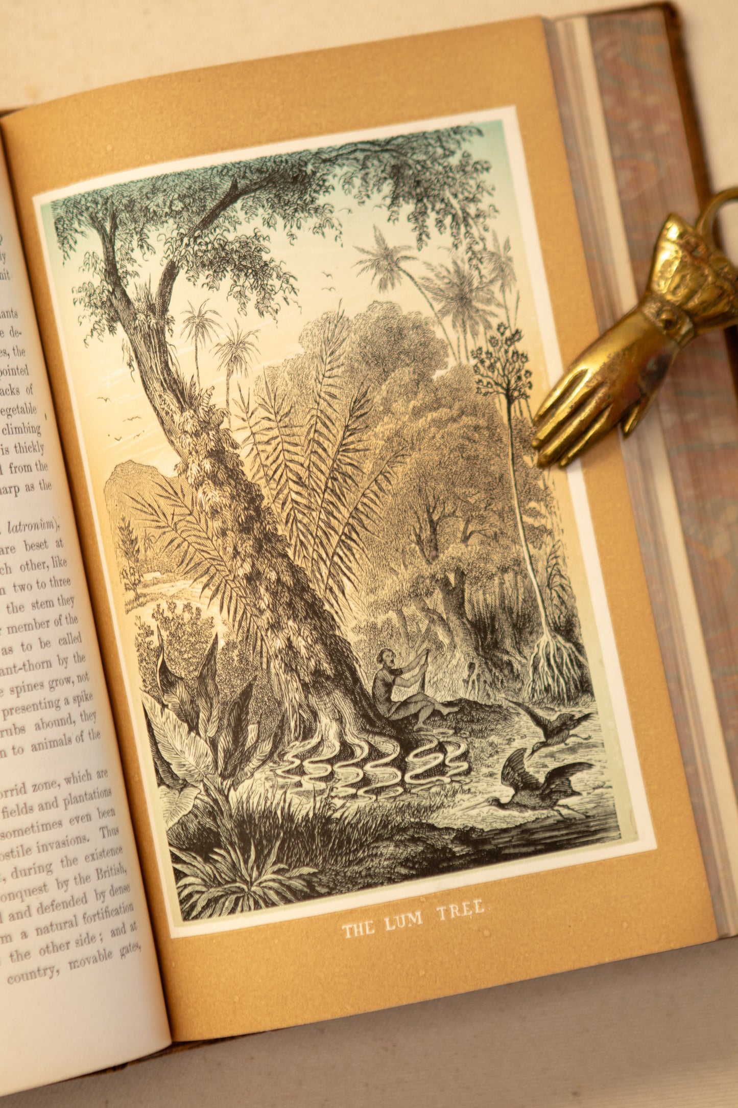 The Tropical World Book