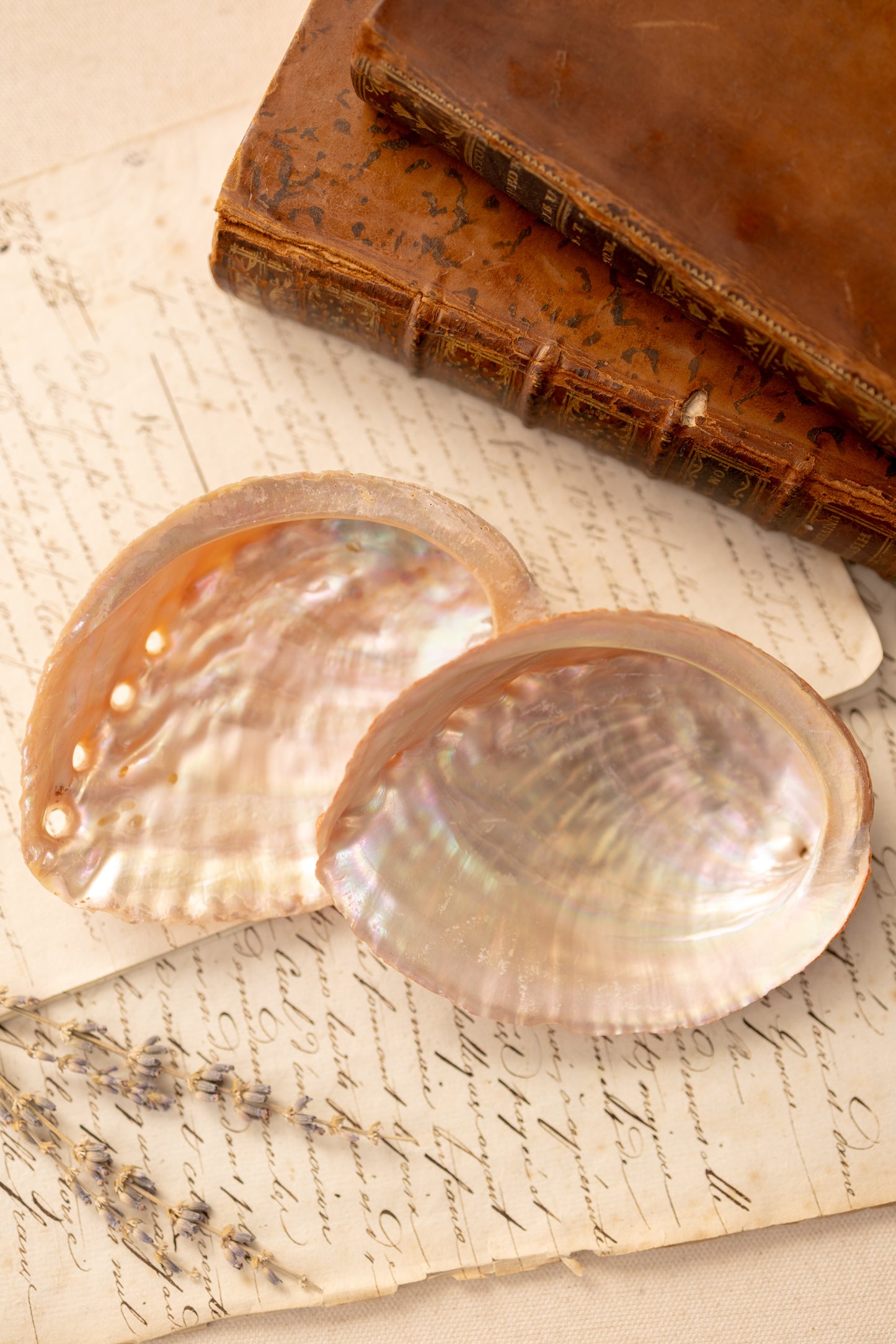 Abalone Shell Catchall