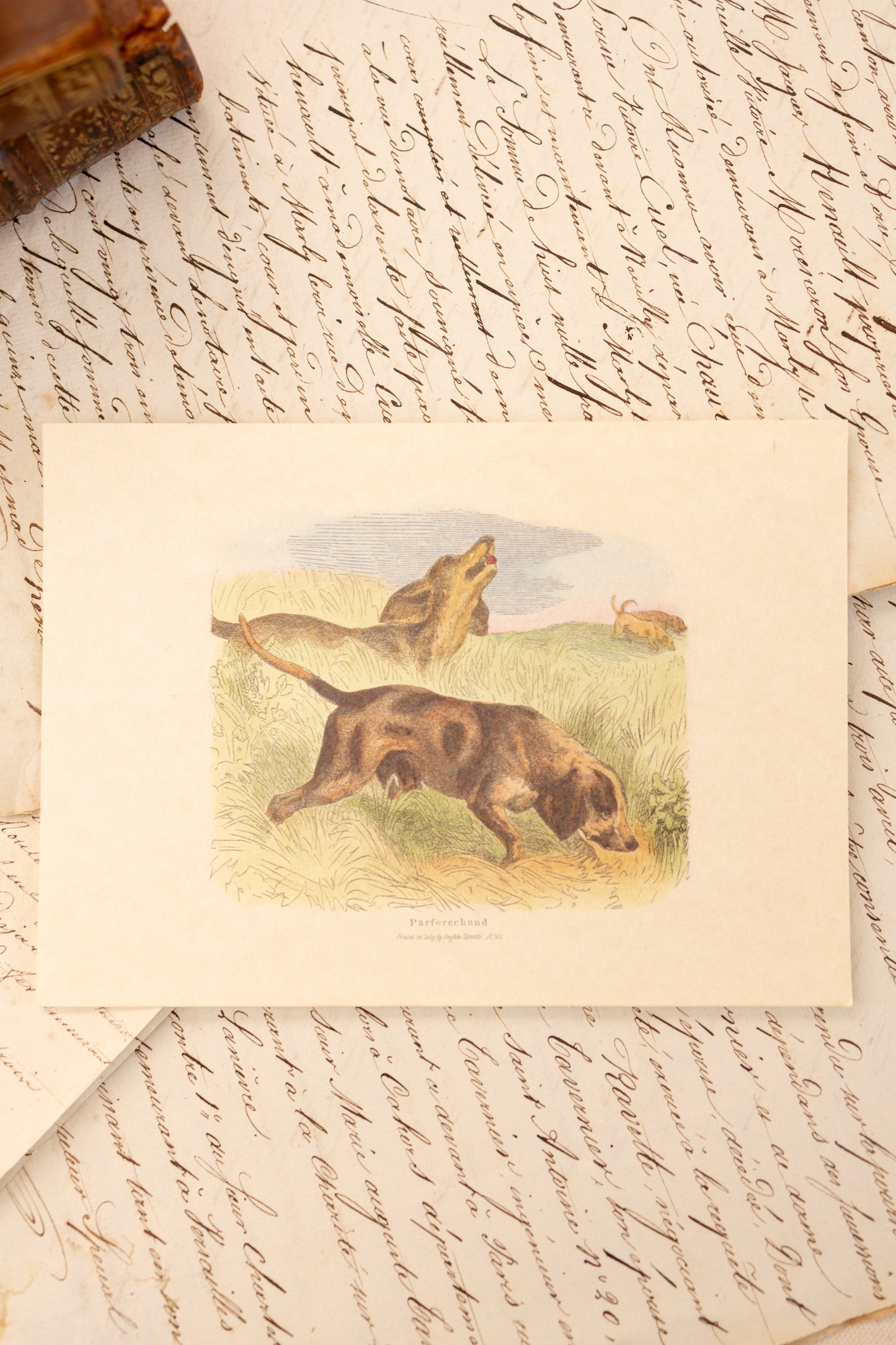 Set of Four Sporting Dog Prints