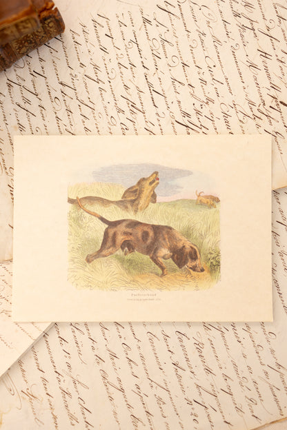 Set of Four Sporting Dog Prints