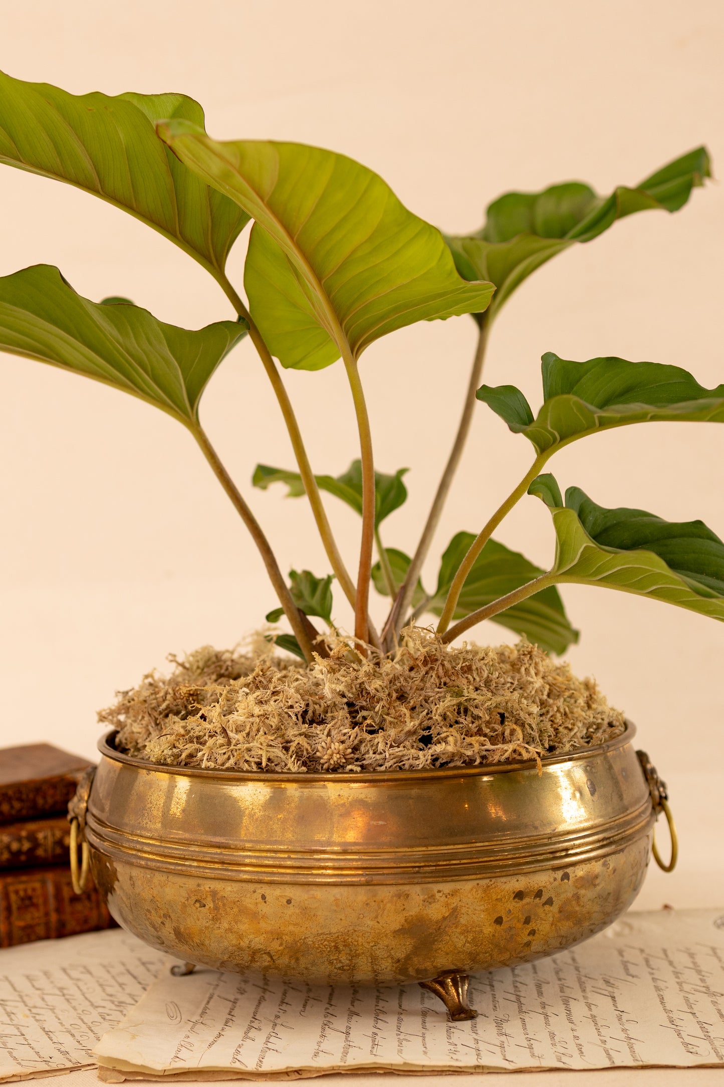 Brass Lion Head Planter