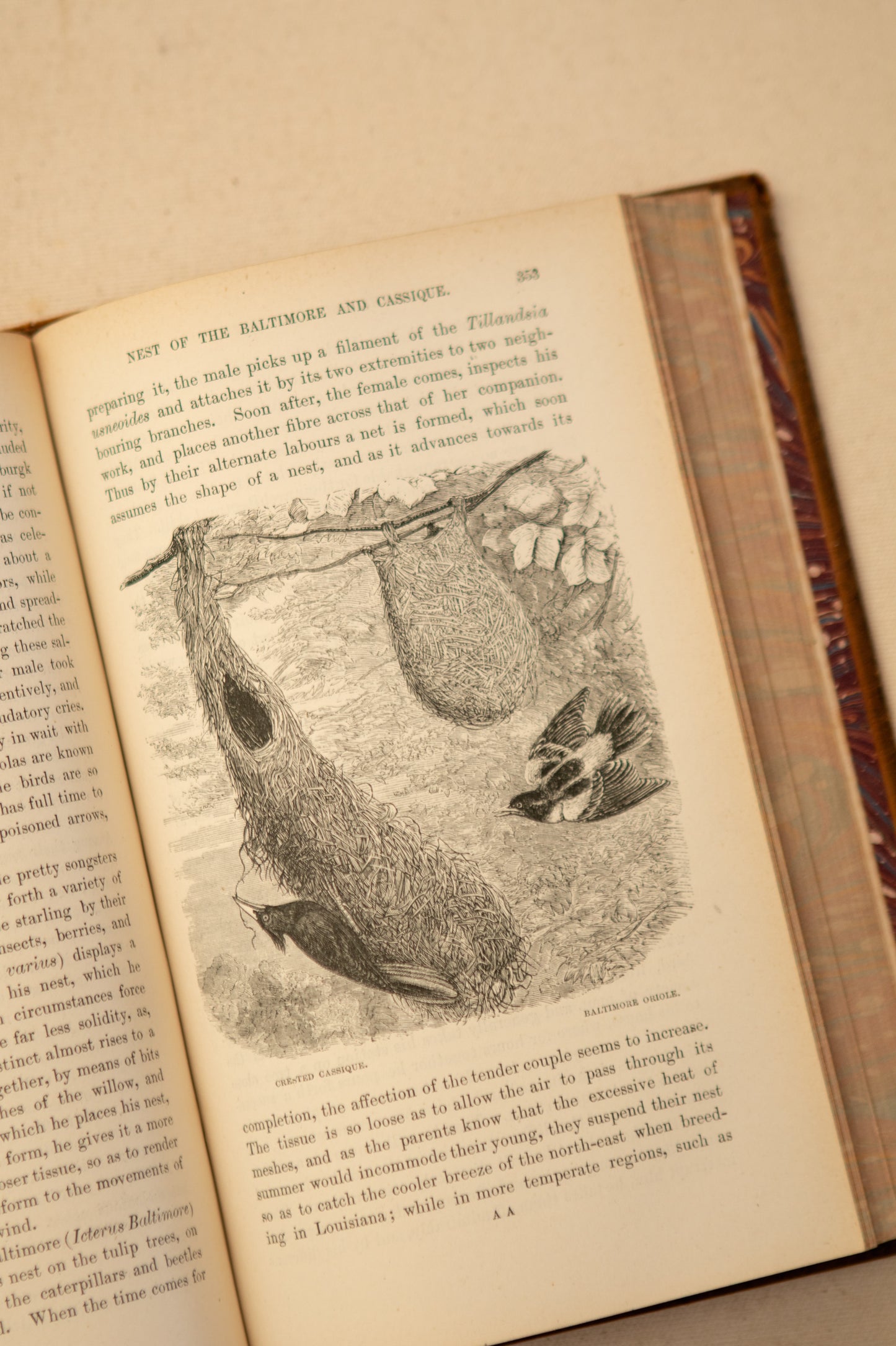 The Tropical World Book