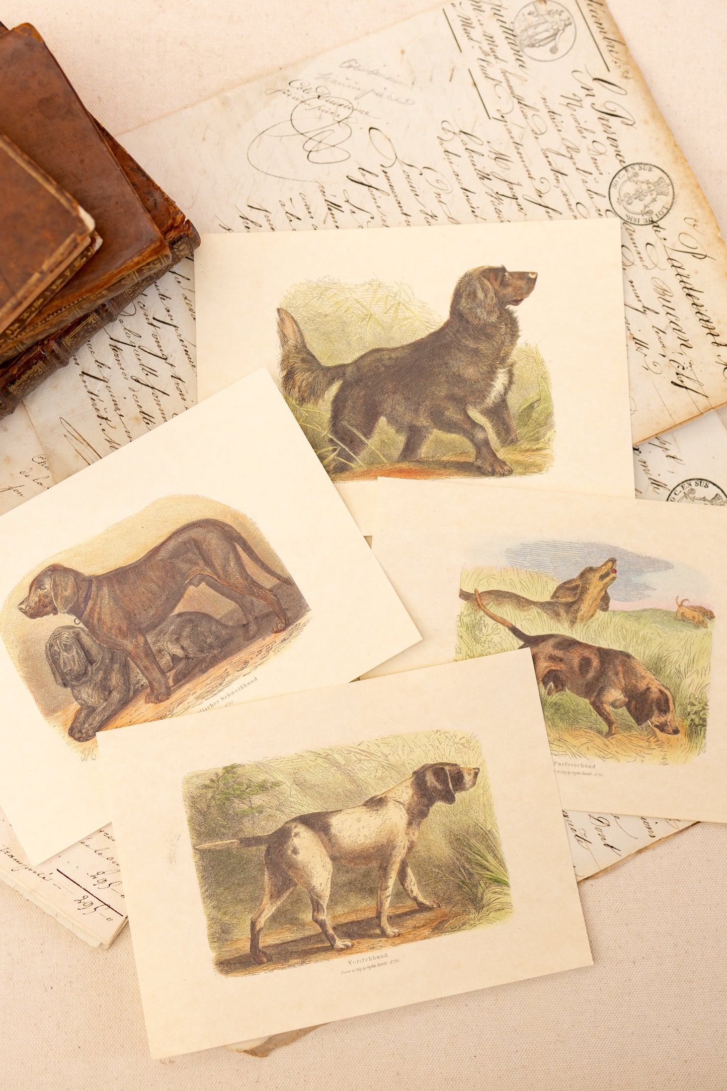 Set of Four Sporting Dog Prints
